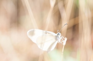 Image of white butterfly
