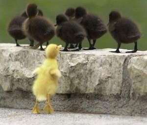 Image of one yellow duckling in front of many brown ones