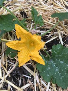Foto van bloem in moestuin
